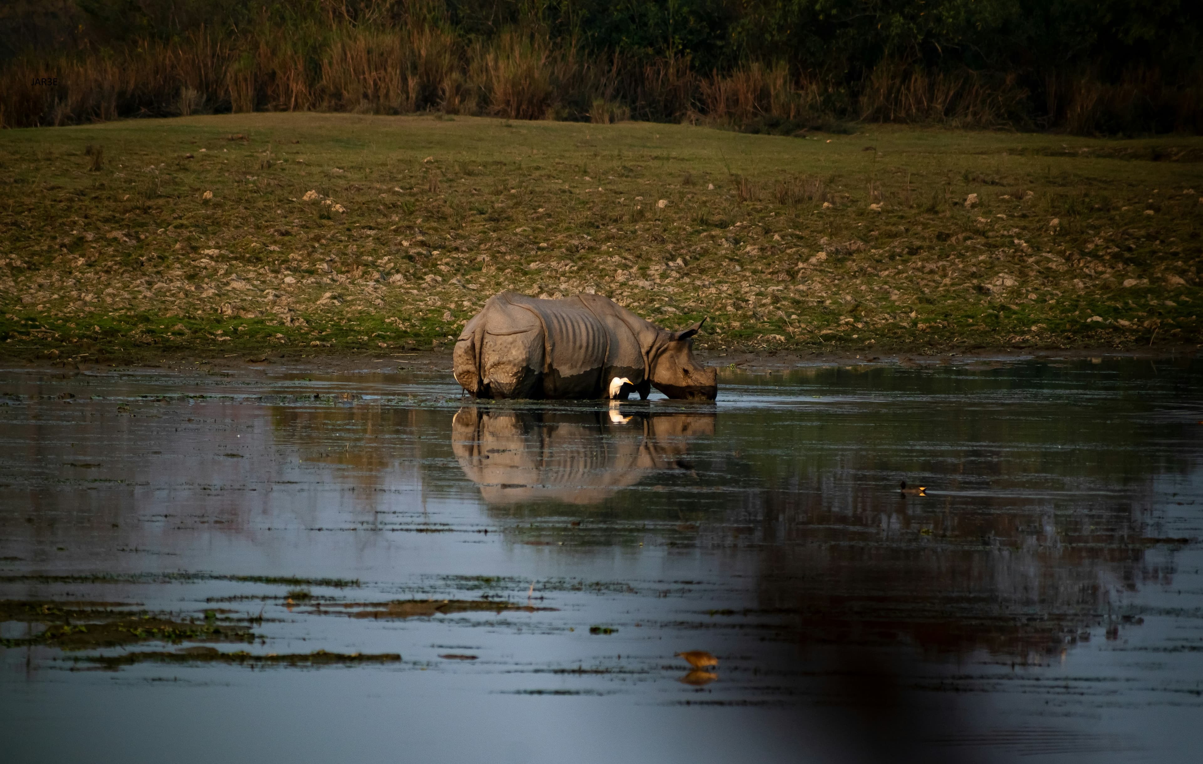 Kaziranga Wildlife Tour